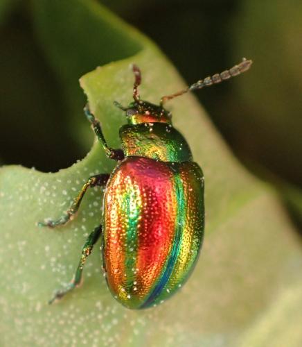Réf. 262 341 : Chrysolina fastuosa